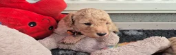 Cockapoo honden te koop: Kleine maat cockapoo pups - Advertentie 6