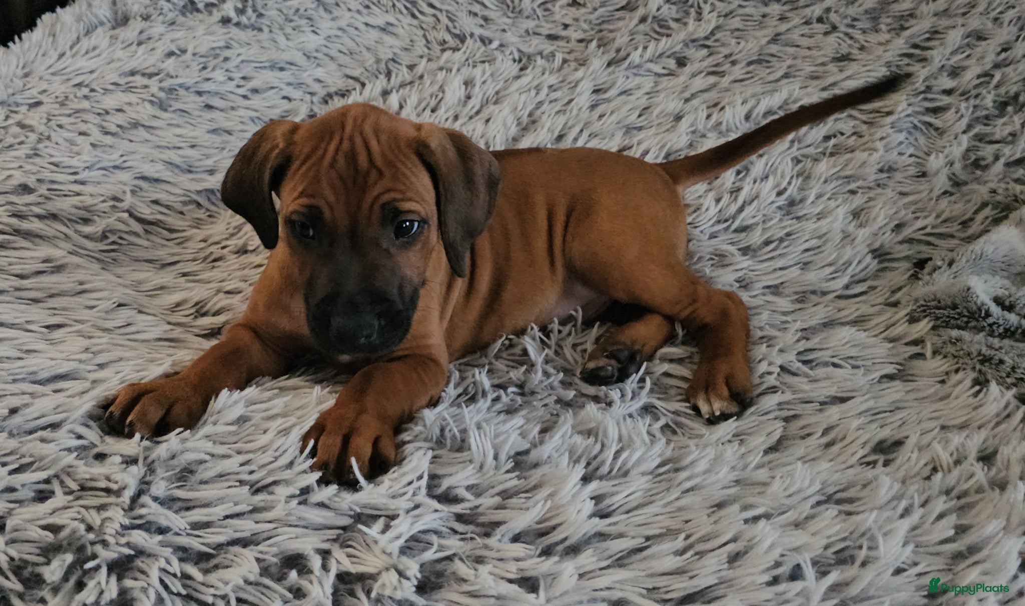 Rhodesian Ridgeback honden Prachtig Rhodesian Ridgeback reutje - Advertentie 1