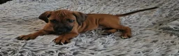 Rhodesian Ridgeback honden te koop: Prachtig Rhodesian Ridgeback reutje - Advertentie 1