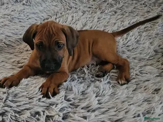 Rhodesian Ridgeback honden Prachtig Rhodesian Ridgeback reutje - Advertentie 2