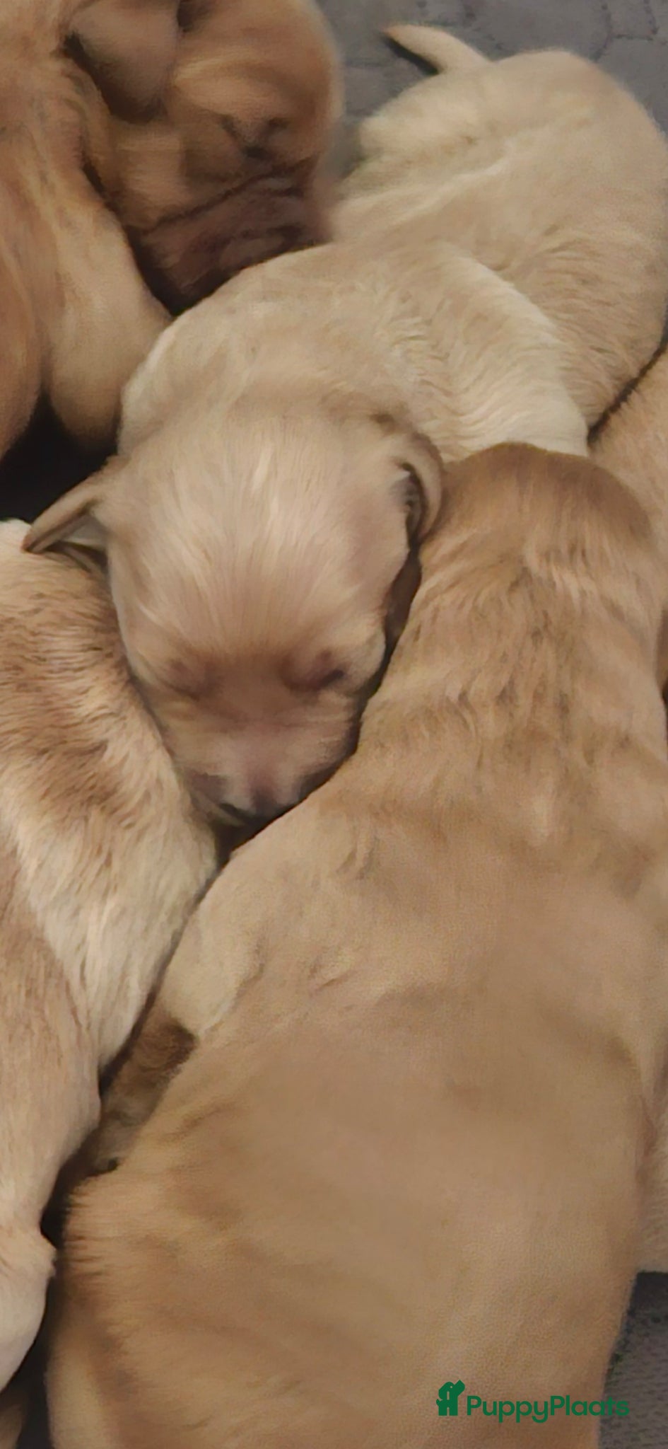 Kruising honden te koop: Prachtige mini doodle pups - Advertentie 13