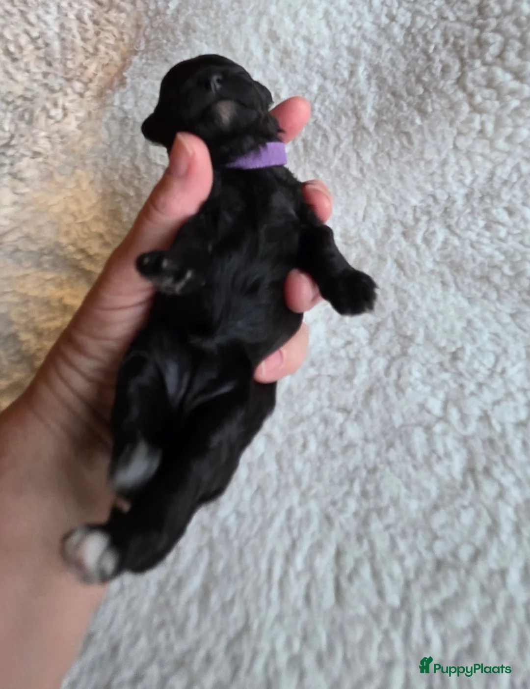 Poedel Toy honden te koop: 4 puppy's van Ginger en Uggy - Advertentie 2