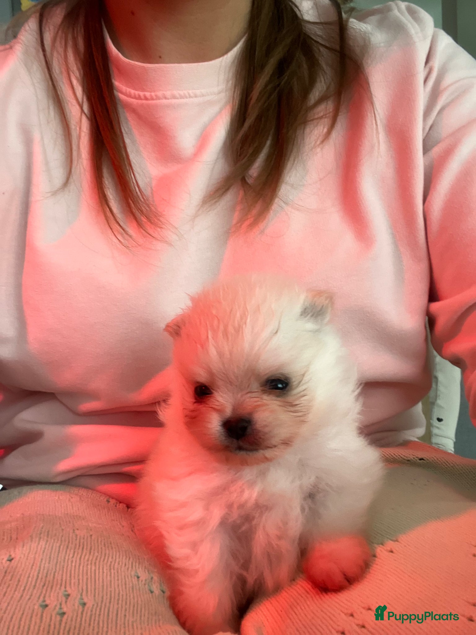 Pomeriaan honden  Pommeraan reu 🌸🐾 - Advertentie 1