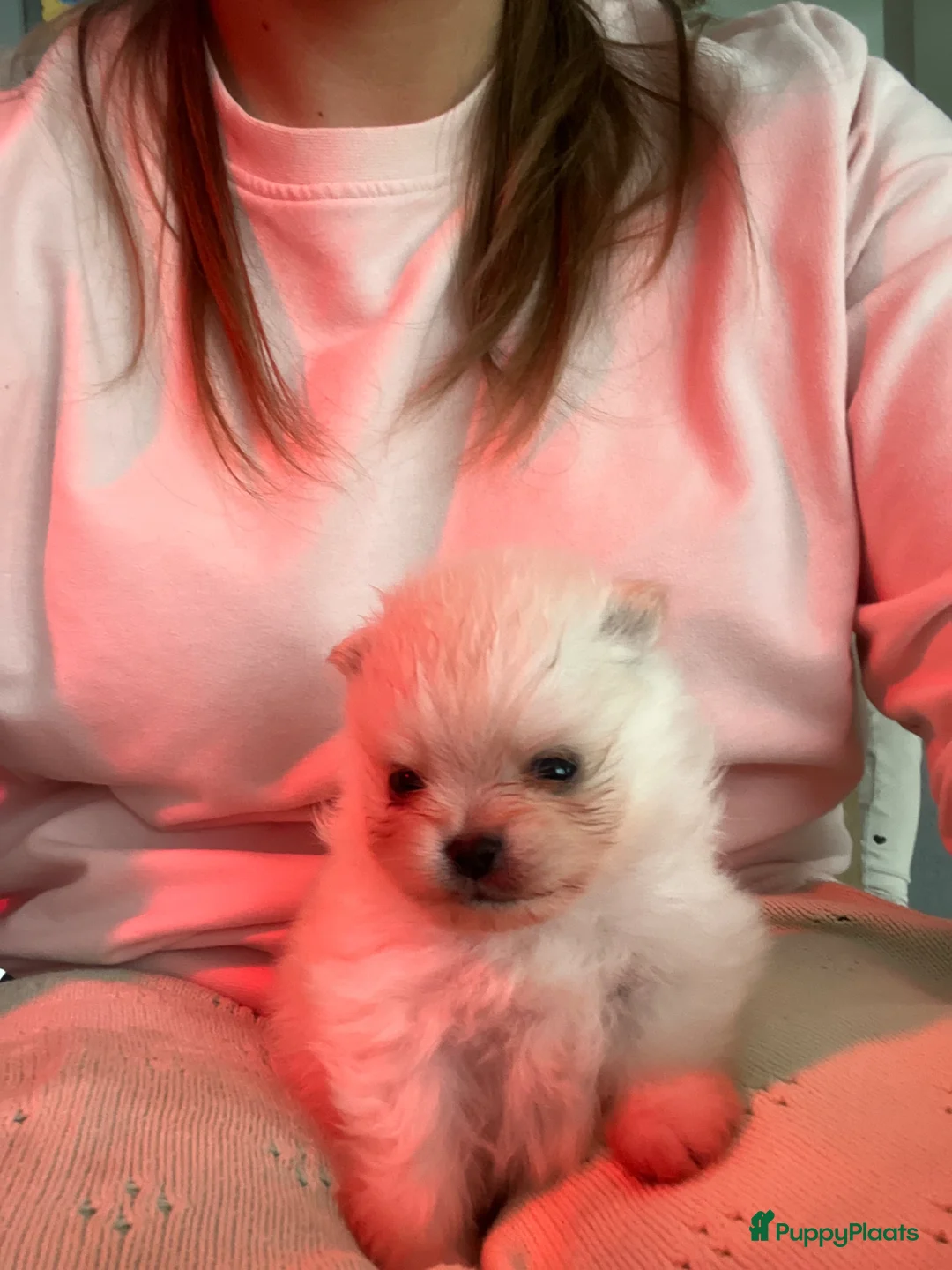 Pomeriaan honden te koop:  Pommeraan reu 🌸🐾 - Advertentie 1