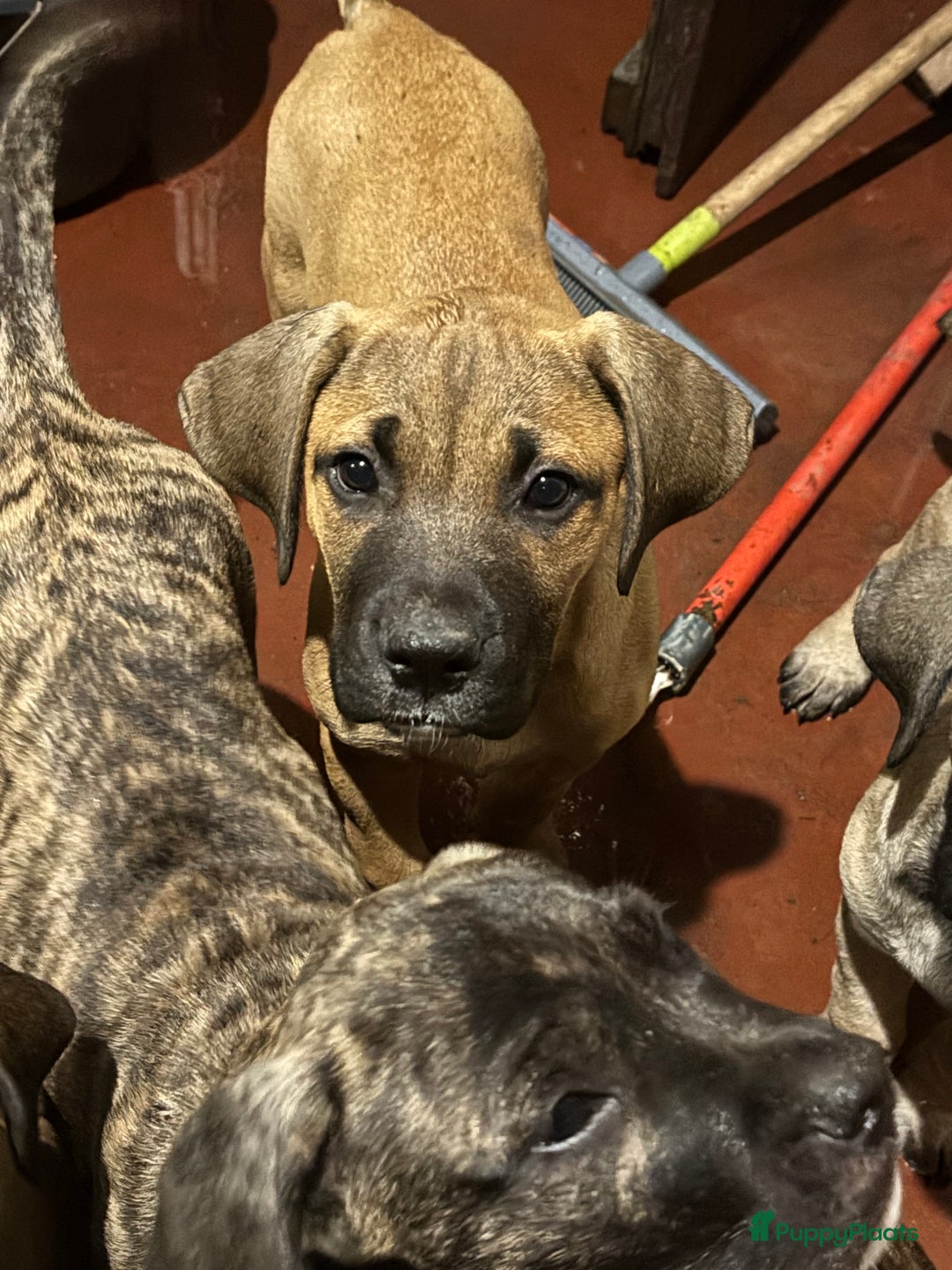 Kruising honden te koop: Mooie Presa/Fila 🥰 mastiff pups zoeken personeel  - Afbeelding 7