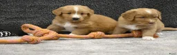 Nova Scotia Duck Tolling Retriever honden te koop: Nova Scotia Duck Tolling Retriever pups # Toller - Advertentie 18