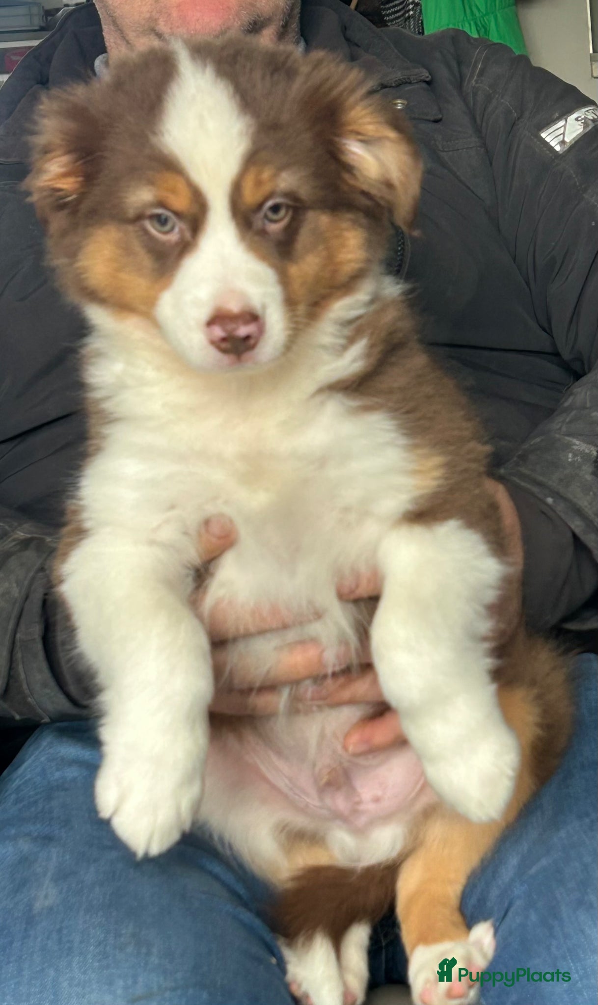 Australian Shepherd honden Miniature American shepherd - Advertentie 2