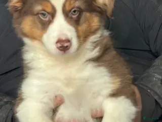 Australian Shepherd honden Miniature American shepherd - Advertentie 2