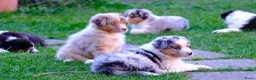Australian Shepherd honden te koop: 🐾 Australian Shepherd pups, Super sociaal 🌸 - Advertentie 16