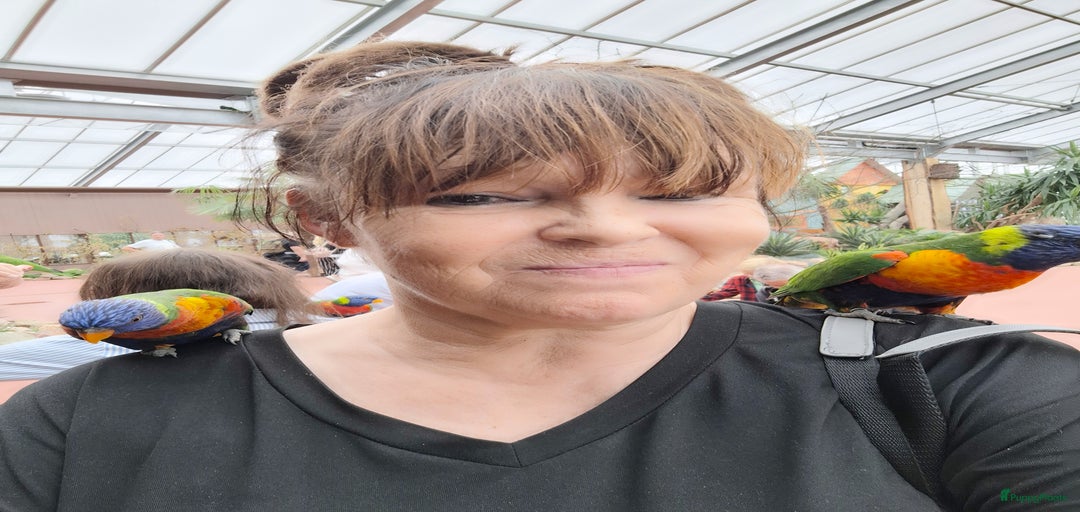 Galerij afbeelding {{count}}