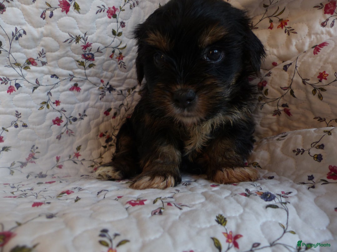 Yorkshire Terriër honden te koop: 5 pups Yorkshire Terrier gezond niet doorgefokt - Advertentie 3