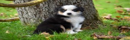 Australian Shepherd honden te koop: Miniature American Shepherd / Mini Aussie  - Advertentie 5