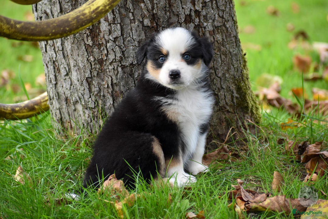Australian Shepherd honden te koop: Miniature American Shepherd / Mini Aussie  - Advertentie 5