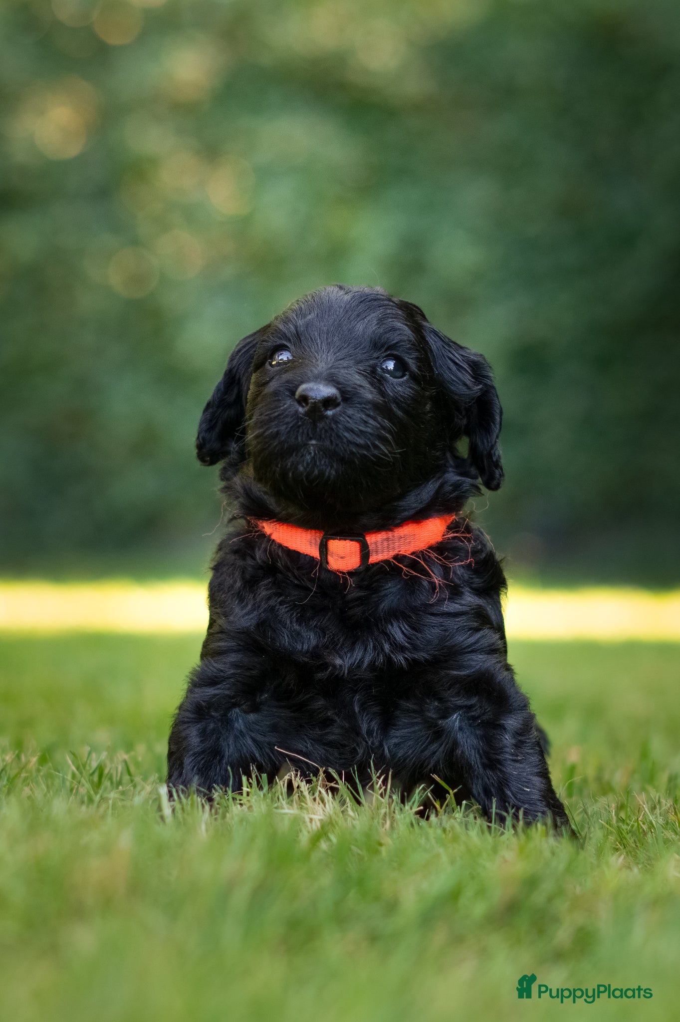 Labradoodle honden te koop: Prachtige Labradoodle pups mogen verhuizen  - Advertentie 15