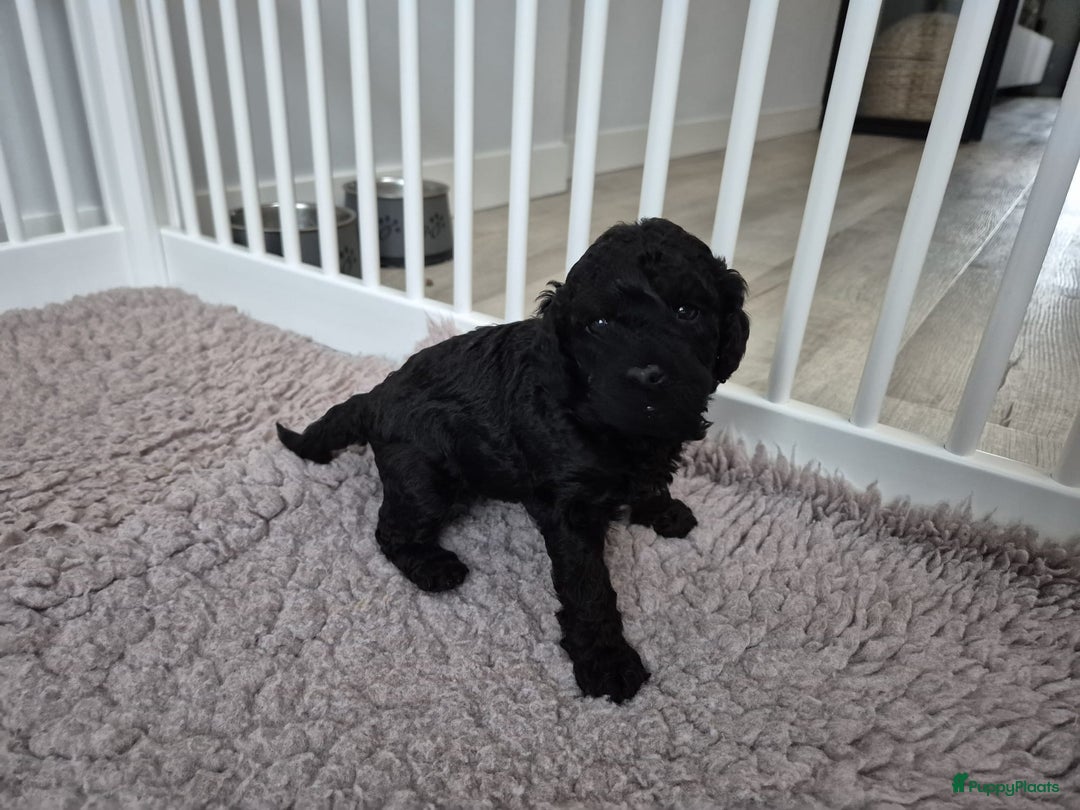 Labradoodle honden te koop: Prachtige F7 curly medium-mini Labradoodle pup  - Advertentie 5