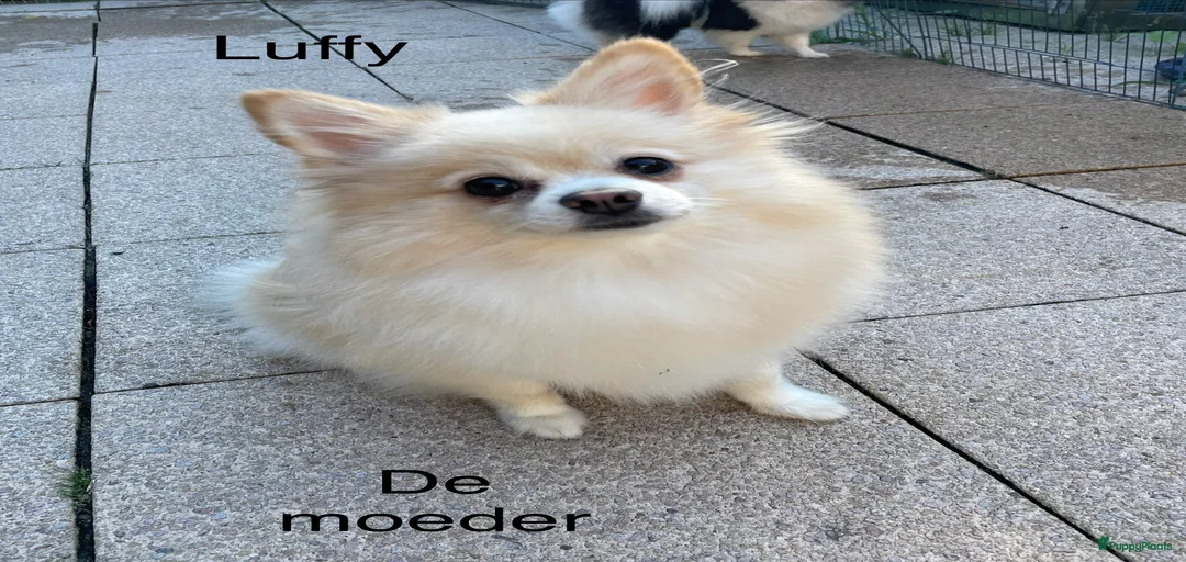 Galerij afbeelding {{count}}