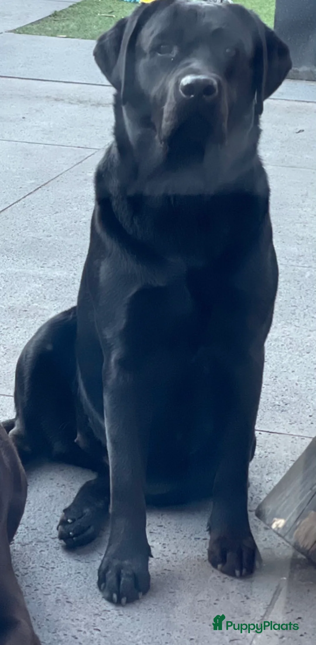 Labrador Retriever honden te koop: NEST AANKONDIGING LABRADOR PUPS - Advertentie 17