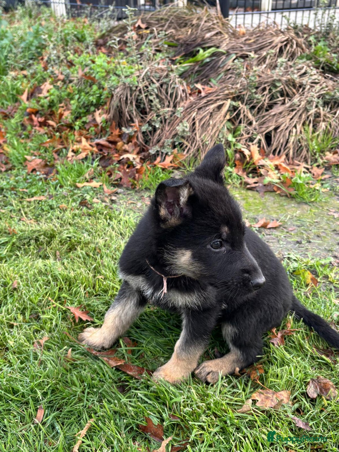 Duitse Herder honden te koop: Duitse herder pups -10 WK- nog 1 pup beschikbaar! - Advertentie 11
