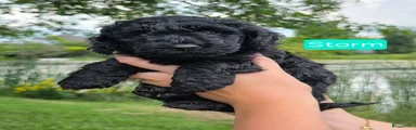 Poedel 1