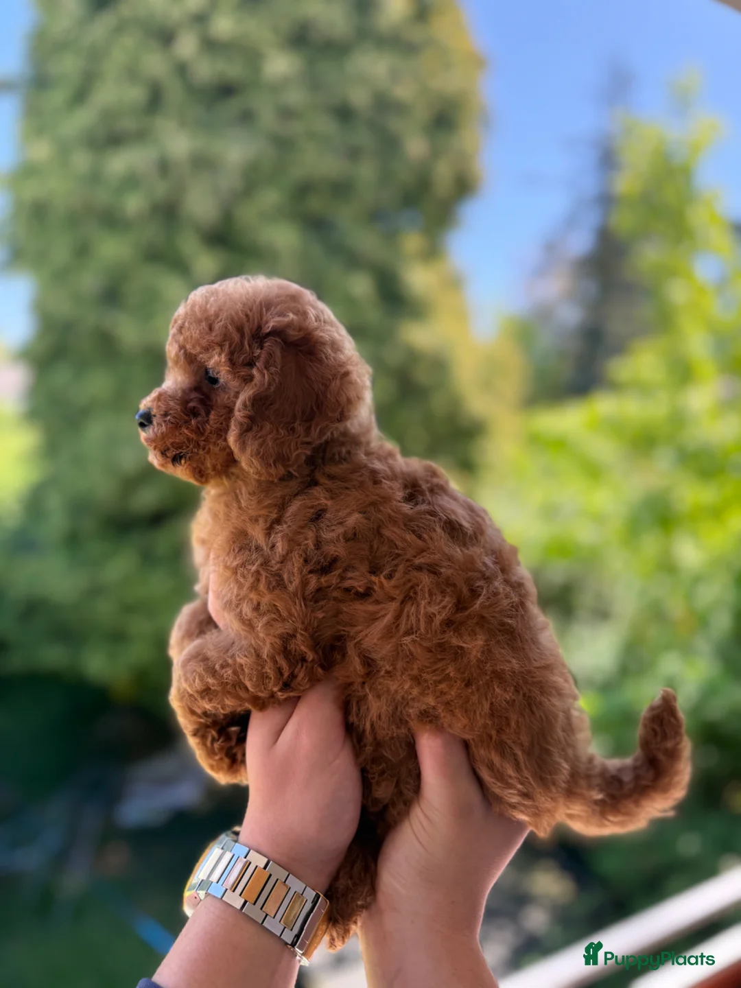Poedel Toy honden te koop: Toy Poedel pups met stamboom & gezondheidscheck in Heerlen - Advertentie 9