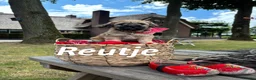 Overig honden te koop: Schattige Puppy's te koop - Advertentie 2