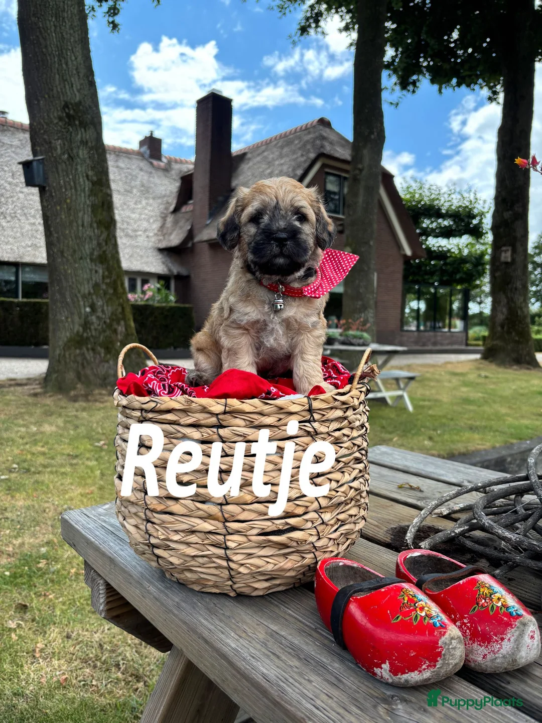 Overig honden te koop: Schattige Puppy's te koop - Advertentie 2