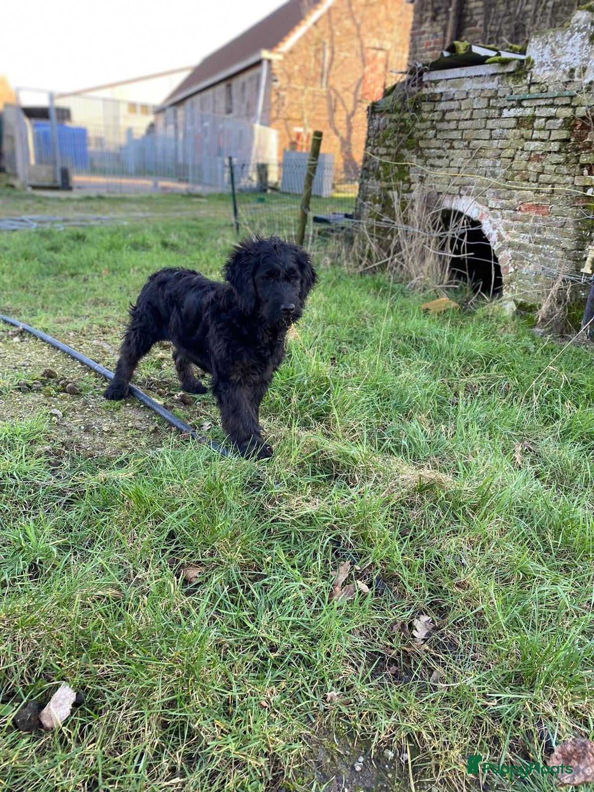 Kruising honden Mooie zwarte goldendoodle! - Advertentie 6