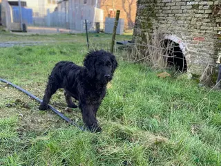 Kruising honden Mooie zwarte goldendoodle! - Advertentie 6