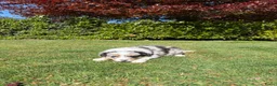 Kruising honden te koop: Australian Shepherd x Border Collie pups - Advertentie 4