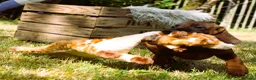 Kruising honden te koop: Bayerische gebirgssweishund - Advertentie 13