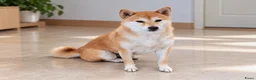 Shiba honden te koop: Shiba-teefje zoekt een nieuw gezin in Helmond - Advertentie 5