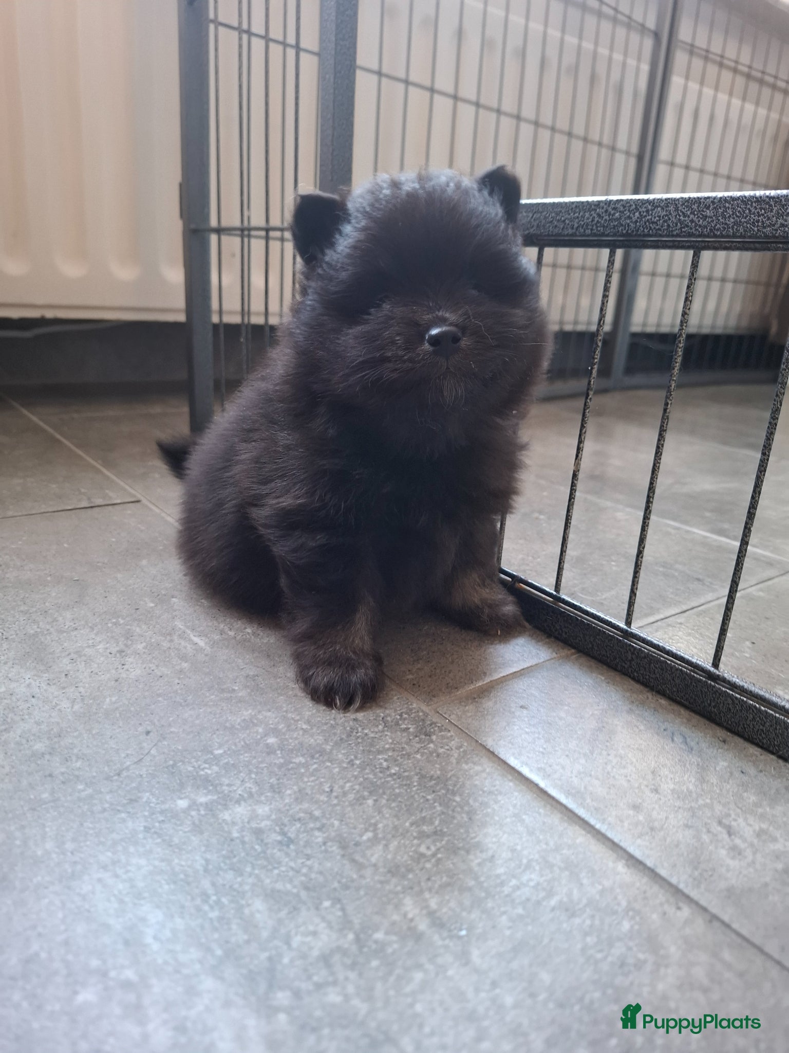Pomeriaan honden Dwergkees nog 1 reutje - Advertentie 3