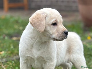 Labrador Retriever honden Gele Labrador pups - Advertentie 1