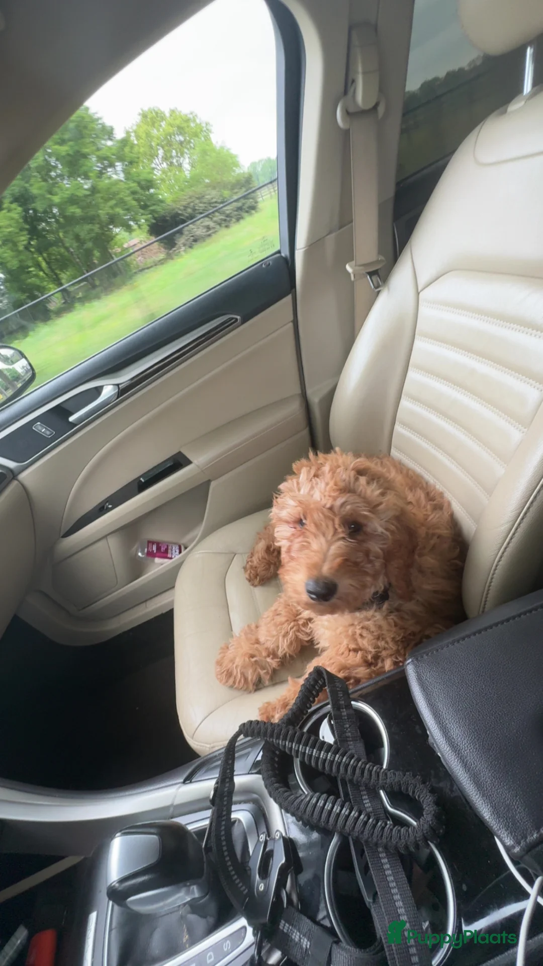 Labradoodle honden te koop: Labradoodle Puppy Looking for a Loving Home in Uden - Advertentie 1
