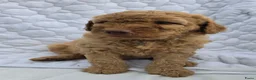 Labradoodle honden te koop: Super fijne multigen half Australian doodles🥰 - Advertentie 2