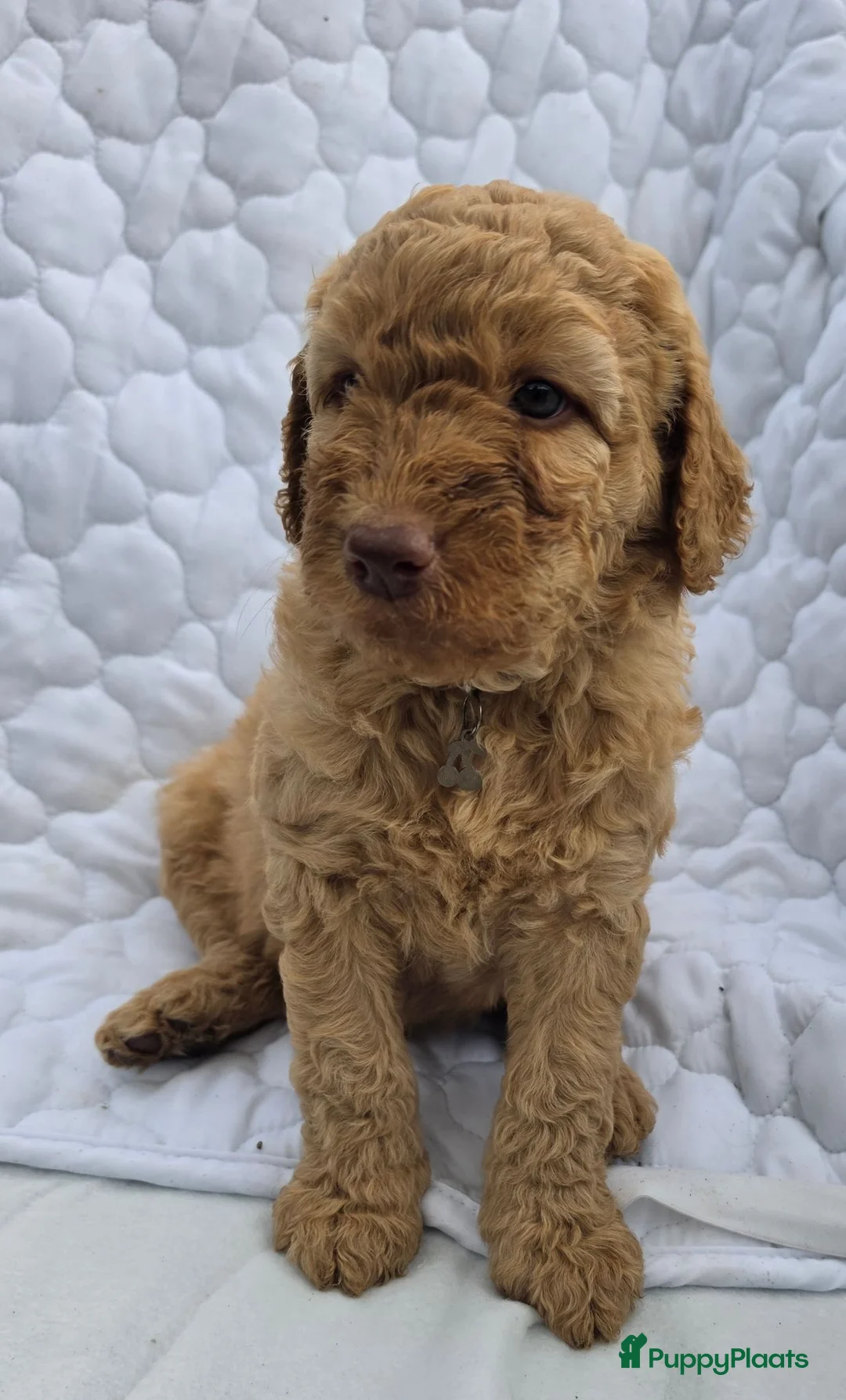Labradoodle honden te koop: Super fijne multigen half Australian doodles🥰 - Advertentie 2