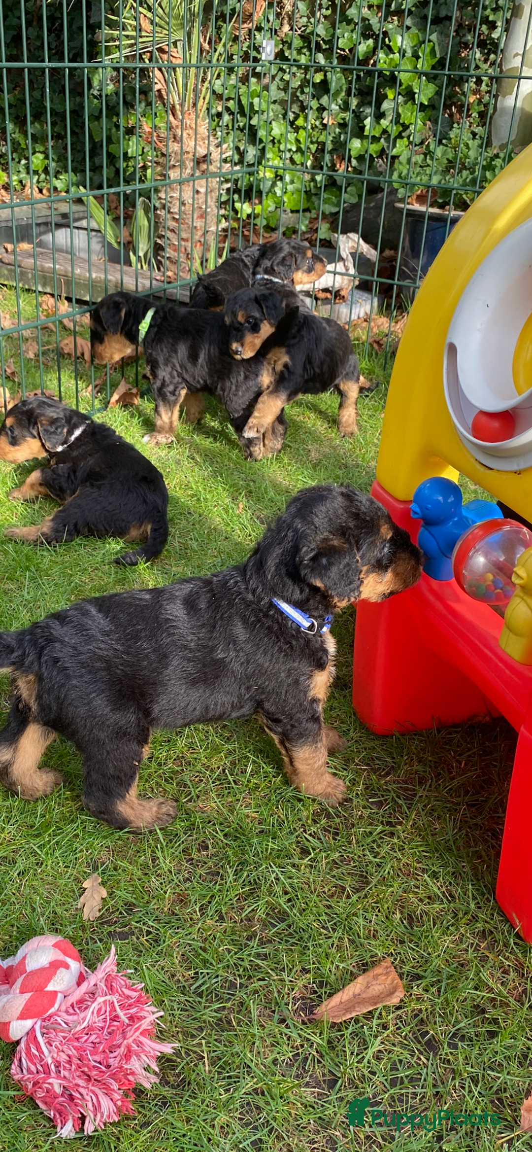 Airedale Terriër honden te koop: Airedale terriër pups  - Advertentie 11