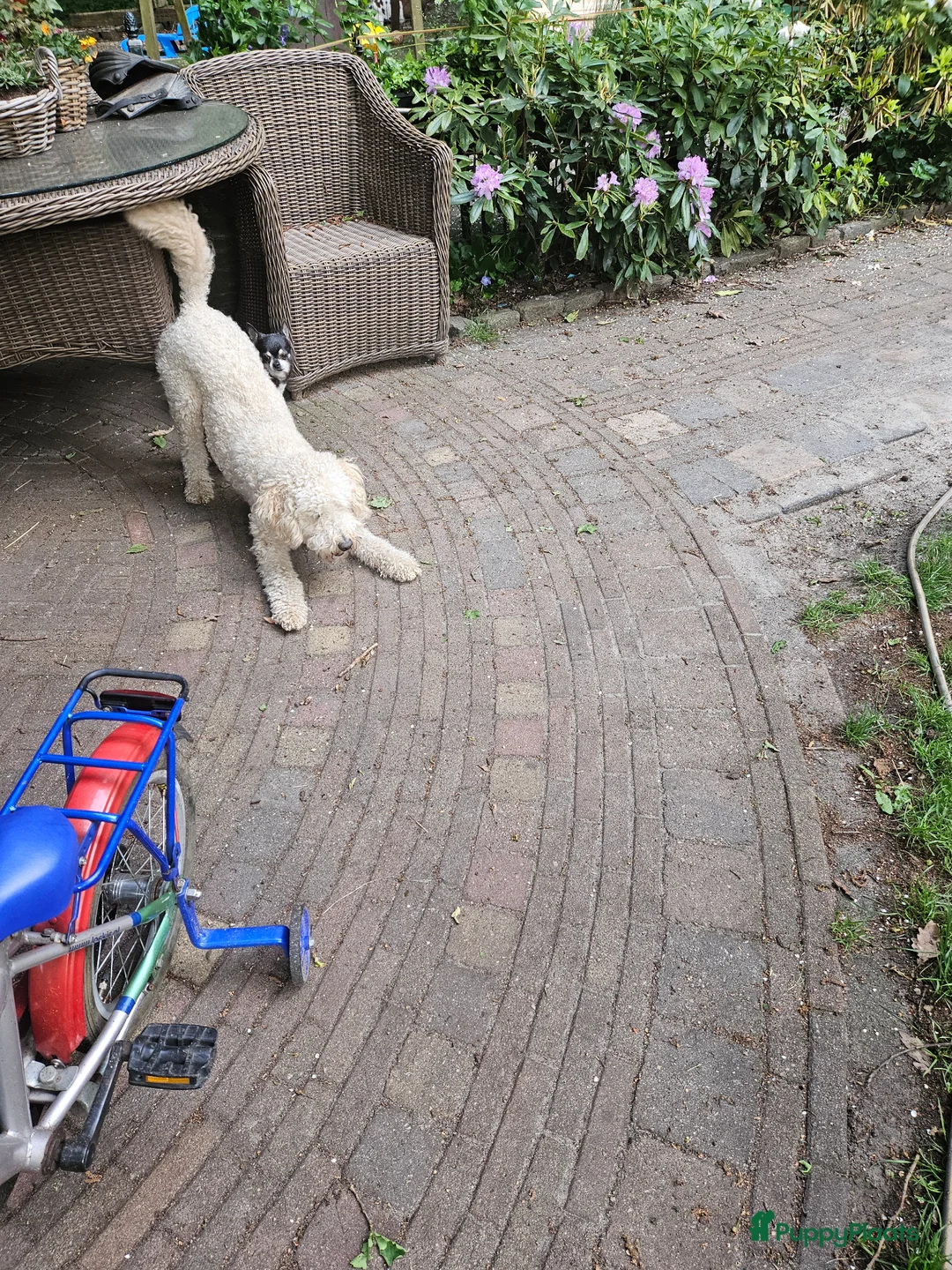 Kruising honden te koop: Geen beschikbare pups meer - Advertentie 9