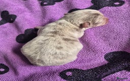 Chihuahua honden te koop: Mooi Lavendel Merle chihuahua reu - Afbeelding 4