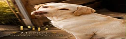 Labradoodle honden te koop: Laatste teefje Medium Labradoodle🐾 - Advertentie 22