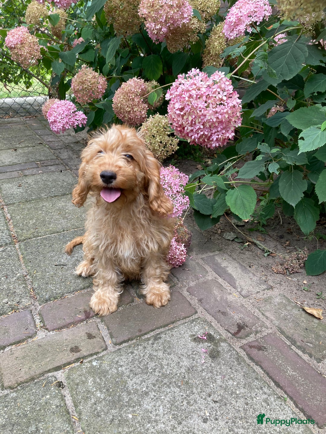Cockapoo honden te koop: Hele lieve Cockapoo pups - Afbeelding 6