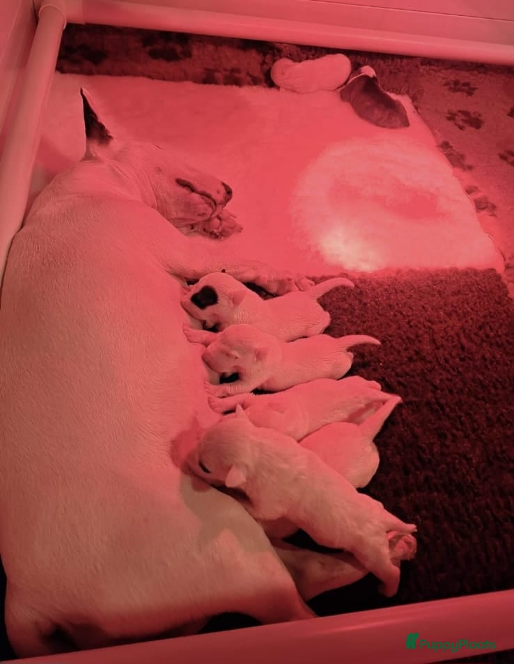 Bull Terriër honden te koop: MINIATUUR BULL TERRIER  - Advertentie 1