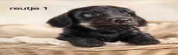 Ruwhaar Teckel honden te koop: Super mooie ruw haar teckel pups. ook choco! - Advertentie 4
