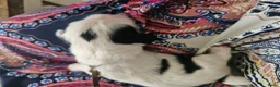 Malshi honden te koop: Boomertjes (malchi) - Advertentie 17