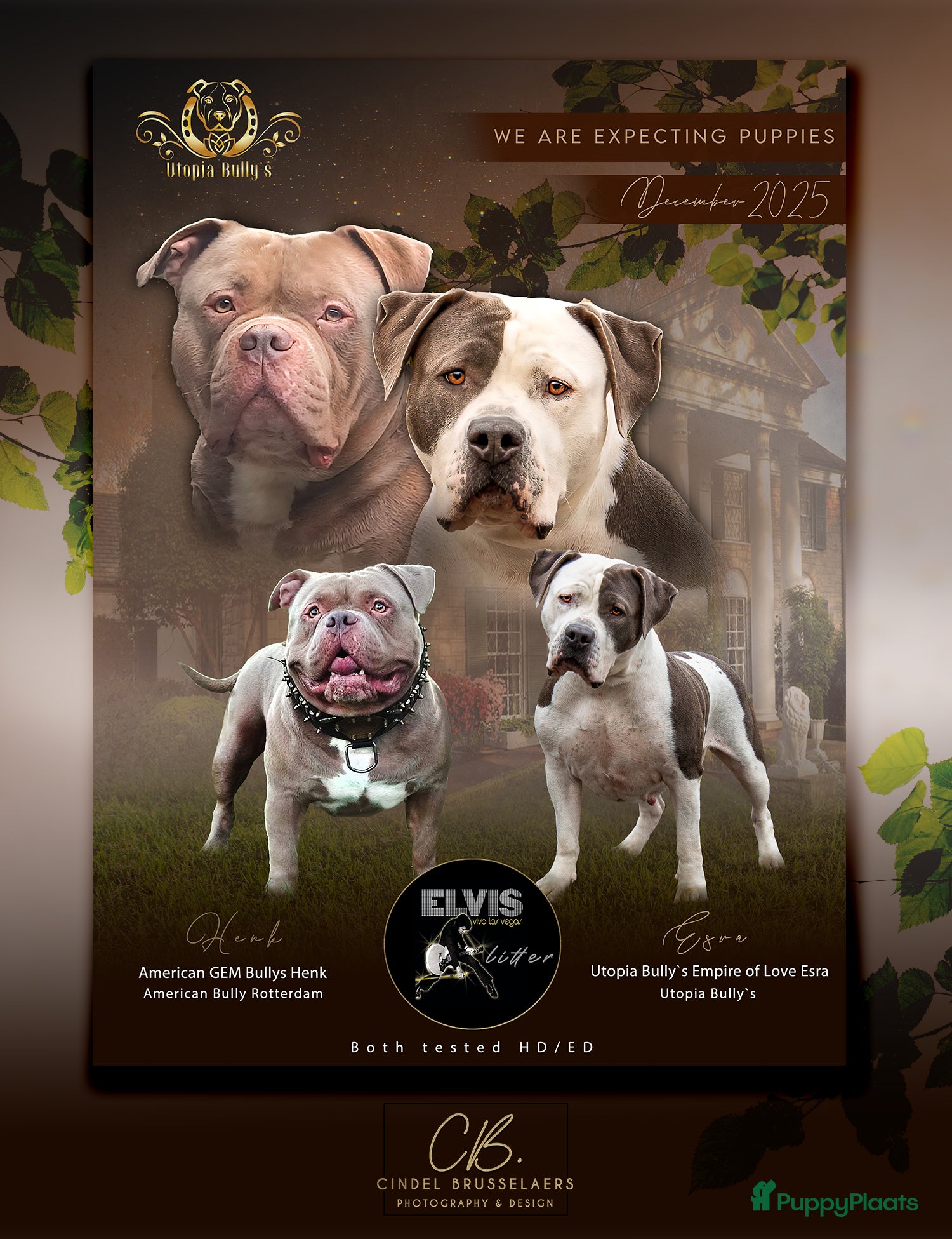 Amerikaanse Bully honden American Bully XL met ABKC stamboom  - Advertentie 2