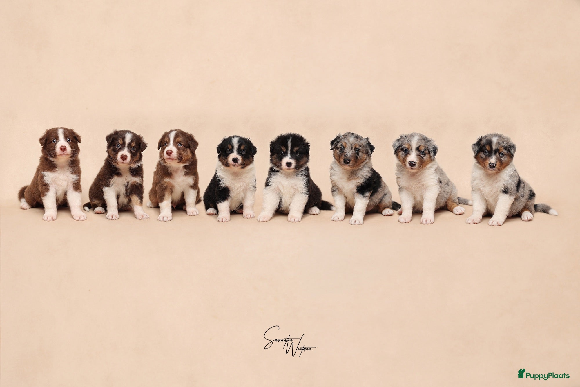 Australian Shepherd honden Nog 2 Australian shepherds beschikbaar  - Advertentie 4