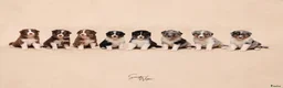 Australian Shepherd honden te koop: Nog 1 Australian shepherds beschikbaar  - Advertentie 1