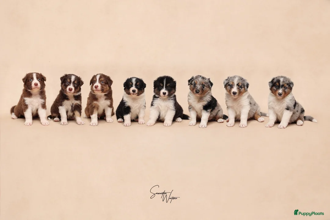 Australian Shepherd honden te koop: Nog 1 Australian shepherds beschikbaar  - Advertentie 1
