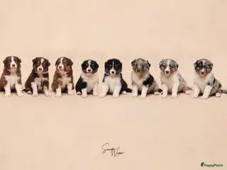 Australian Shepherd honden Nog 2 Australian shepherds beschikbaar - Advertentie 4