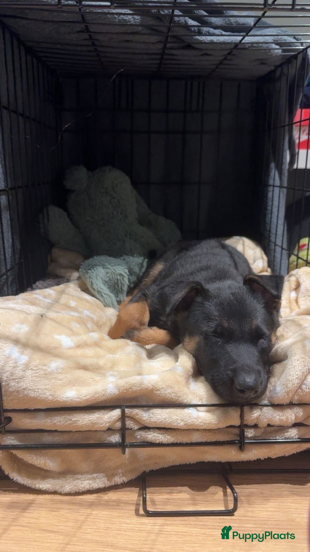 Kruising honden te koop: Herder pup - Advertentie 5